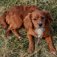 Genesis, a female Cavapoo for sale in Nappanee, IN – Photo 4 of 4