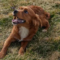 Genesis, a female Cavapoo for sale in Nappanee, IN – Photo 1 of 4