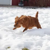 Genesis, a female Cavapoo for sale in Nappanee, IN – Photo 2 of 4