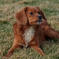 Genesis, a female Cavapoo for sale in Nappanee, IN – Photo 3 of 4