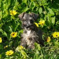 Edward, a male Miniature Schnauzer for sale in Nappanee, IN – Photo 3 of 3