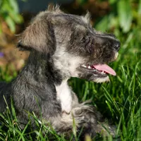 Edward, a male Miniature Schnauzer for sale in Nappanee, IN – Photo 2 of 3