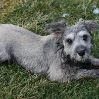 Trent, a male Miniature Schnauzer for sale in Nappanee, IN – Photo 2 of 4