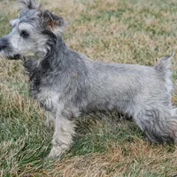 Trent, a male Miniature Schnauzer for sale in Nappanee, IN – Photo 4 of 4