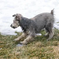 Trent, a male Miniature Schnauzer for sale in Nappanee, IN – Photo 3 of 4