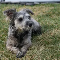 Trent, a male Miniature Schnauzer for sale in Nappanee, IN – Photo 1 of 4