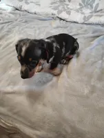 Rocky, a male Dachshund for sale in Denver, CO – Photo 7 of 10