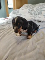 Rocky, a male Dachshund for sale in Denver, CO – Photo 9 of 10