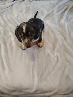 Rocky, a male Dachshund for sale in Denver, CO – Photo 8 of 10