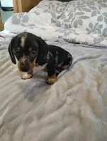 Rocky, a male Dachshund for sale in Denver, CO – Photo 4 of 10