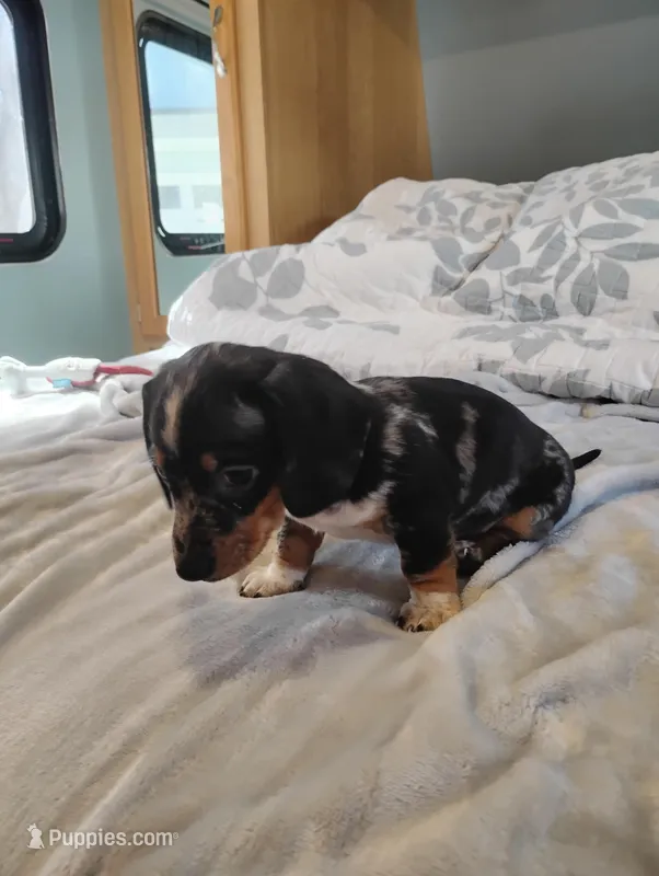 Rocky, a male Dachshund for sale in Denver, CO – Photo 1 of 10