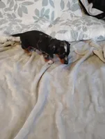 Rocky, a male Dachshund for sale in Denver, CO – Photo 6 of 10