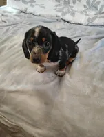 Rocky, a male Dachshund for sale in Denver, CO – Photo 2 of 10