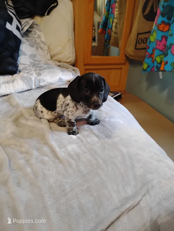 Lucky, a male Dachshund for sale in Denver, CO – Photo 1 of 6