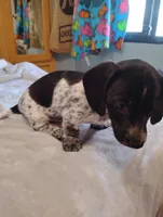 Lucky, a male Dachshund for sale in Denver, CO – Photo 6 of 6