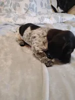 Lucky, a male Dachshund for sale in Denver, CO – Photo 4 of 6