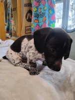 Lucky, a male Dachshund for sale in Denver, CO – Photo 5 of 6