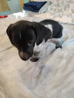 Lucky, a male Dachshund for sale in Denver, CO – Photo 2 of 6