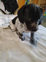 Lucky, a male Dachshund for sale in Denver, CO – Photo 3 of 6