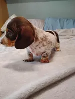 Ace, a male Dachshund for sale in Denver, CO – Photo 6 of 8