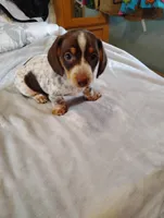 Ace, a male Dachshund for sale in Denver, CO – Photo 2 of 8