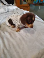 Ace, a male Dachshund for sale in Denver, CO – Photo 8 of 8