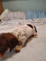 Ace, a male Dachshund for sale in Denver, CO – Photo 7 of 8