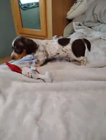 Ace, a male Dachshund for sale in Denver, CO – Photo 1 of 8