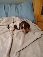 Ace, a male Dachshund for sale in Denver, CO – Photo 5 of 8