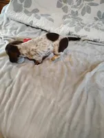 Ace, a male Dachshund for sale in Denver, CO – Photo 4 of 8