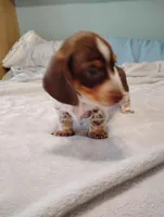 Ace, a male Dachshund for sale in Denver, CO – Photo 3 of 8