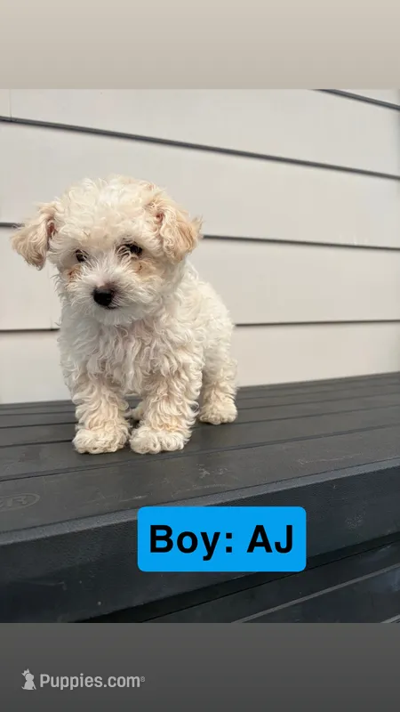 AJ – Poodle - Toy  puppy for sale in Utica, NY