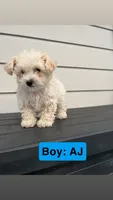 AJ, a male Poodle - Toy  for sale in Utica, NY – 1 of 4
