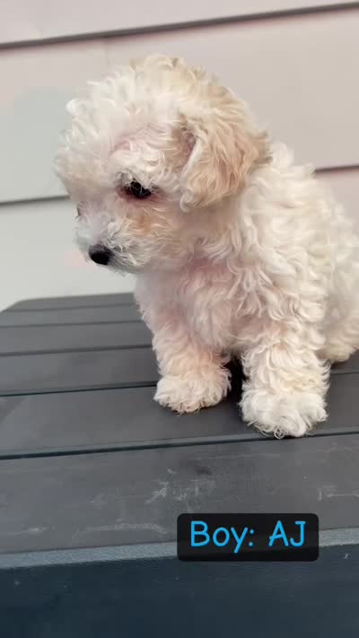 AJ, a male Poodle - Toy  for sale in Utica, NY – 3 of 4