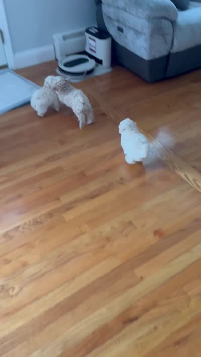 AJ, a male Poodle - Toy  for sale in Utica, NY – 4 of 4