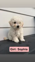 Sophia, a female Poodle - Toy  for sale in Utica, NY – 2 of 3