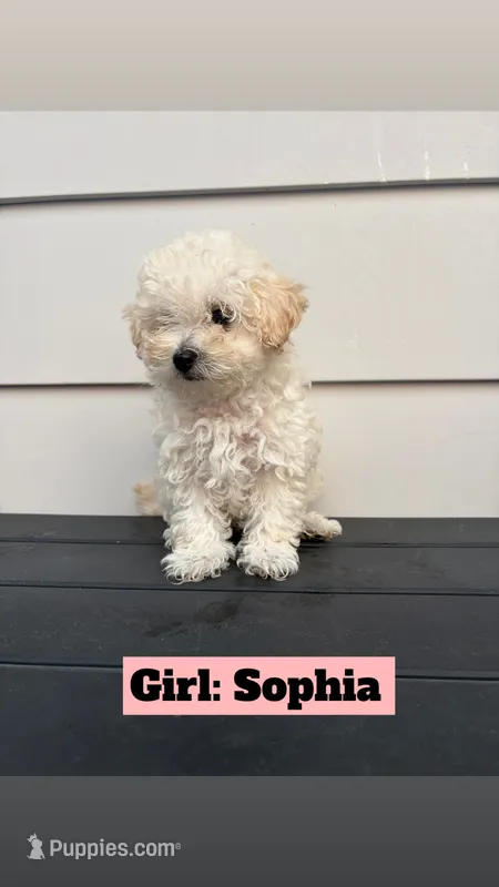 Sophia – Poodle - Toy  puppy for sale in Utica, NY