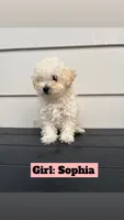 Sophia, a female Poodle - Toy  for sale in Utica, NY – 1 of 3