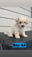 AJ, a male Poodle - Toy  for sale in Utica, NY – 2 of 4