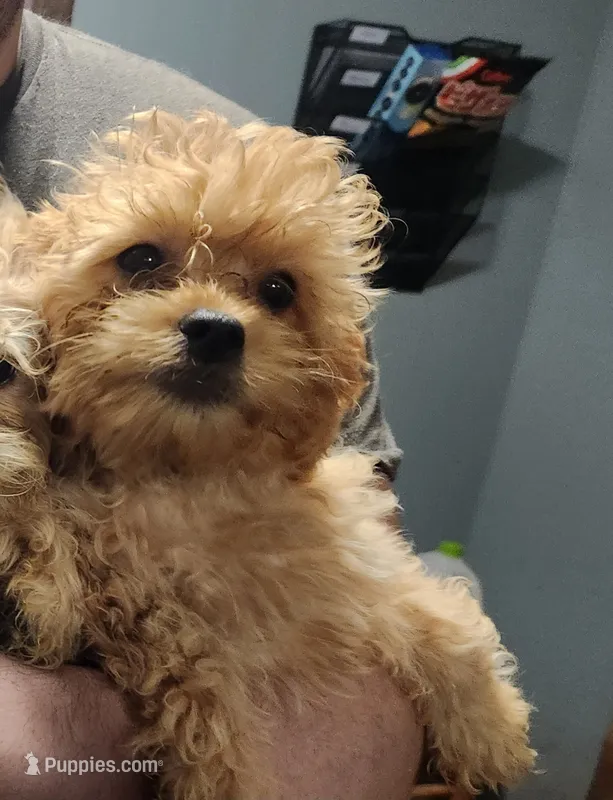 Leaves – Shihpoo puppy for sale in Linwood, NY