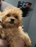 Leaves, a female Shihpoo for sale in Linwood, NY – 1 of 1