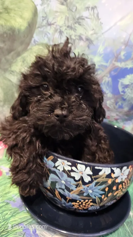 Squares – Shihpoo puppy for sale in Linwood, NY