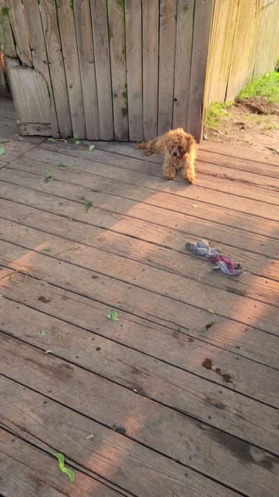 Squirrels , a female Shihpoo for sale in Linwood, NY – 3 of 3