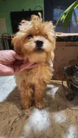Leaves, a female Shihpoo for sale in Linwood, NY – 1 of 3