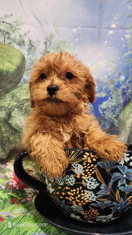 Bee – Shihpoo puppy for sale in Linwood, NY