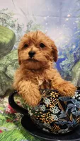 Bee, a female Shihpoo for sale in Linwood, NY – 1 of 1