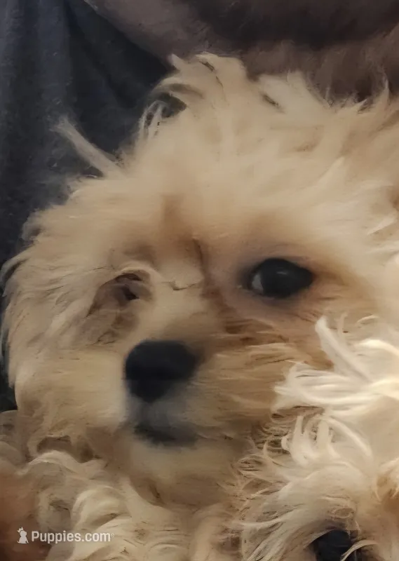 Unicorn – Shihpoo puppy for sale in Linwood, NY