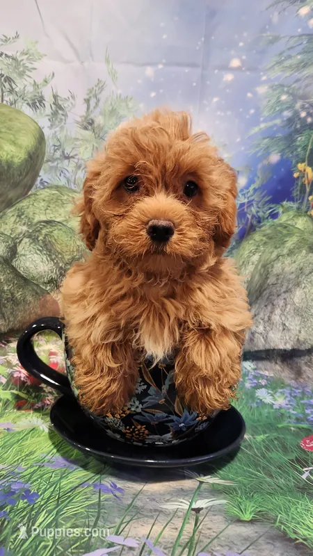 Hearts – Shihpoo puppy for sale in Linwood, NY