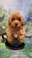 Hearts, a female Shihpoo for sale in Linwood, NY – 1 of 1