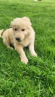 Wildside, a male Golden Pyrenees for sale in Linwood, NY – Photo 2 of 7